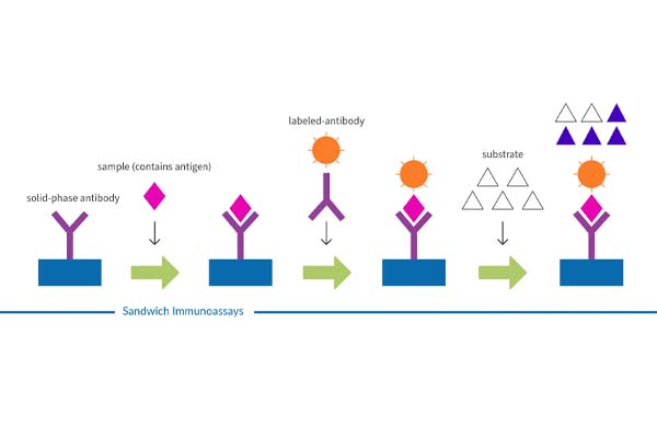 Le principe du test immunologique par chimiluminescence directe