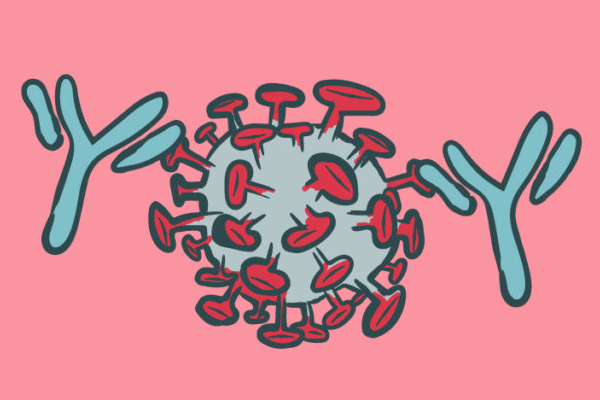 anticorps neutralisants - le système immunitaire Super-héros 